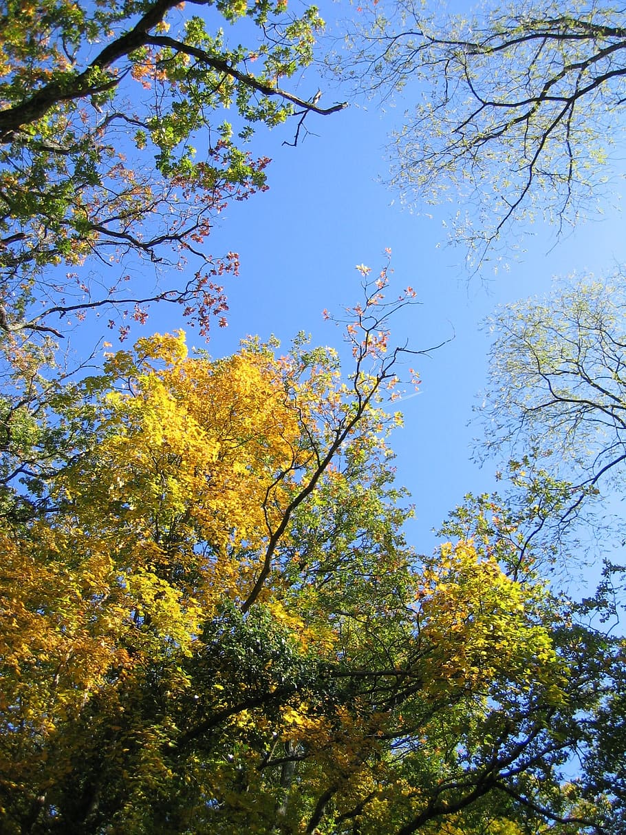 sky, trees, canopy, branches, foliage, leaves, day, good looking HD wallpaper