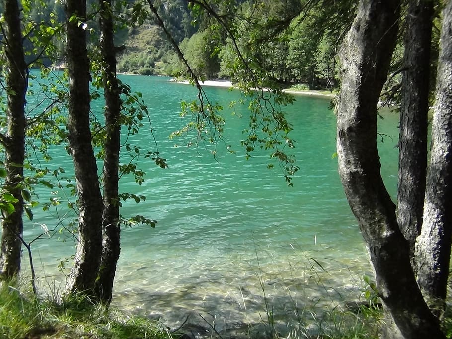 lake, booked, trees, clear, water, bergsee, alpine, plant, trunk HD wallpaper