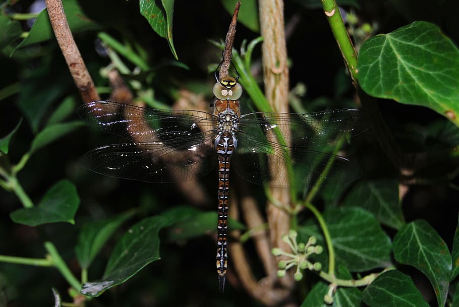 dragonfly, aeshna mixta, wings, insect, macro, wildlife, animal themes HD wallpaper