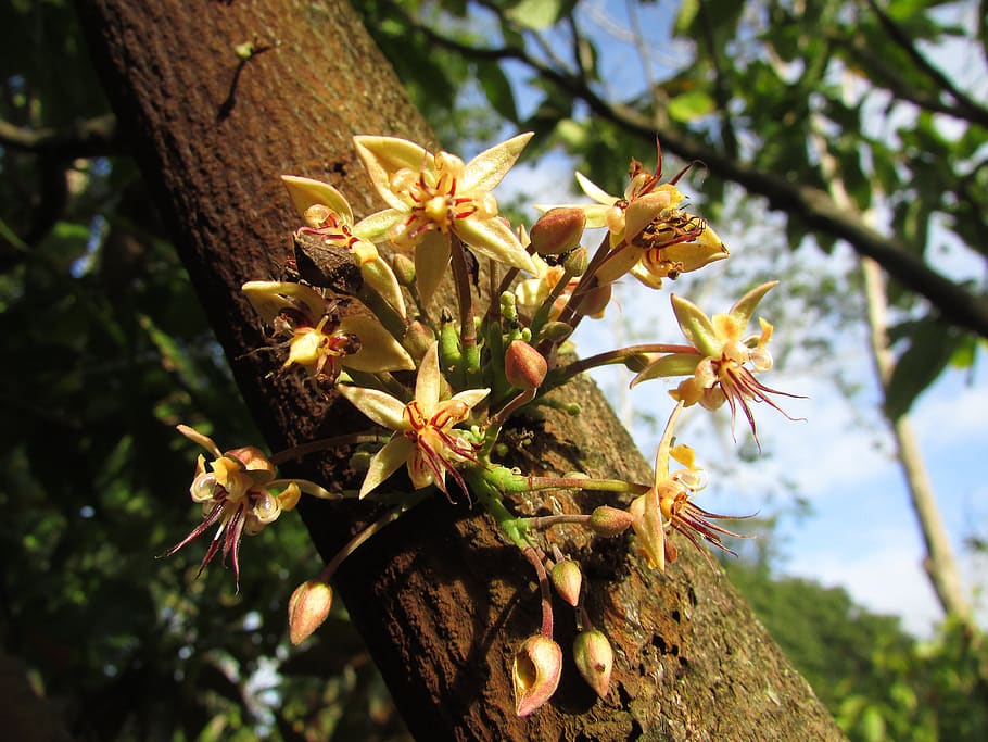 cocoa, flower, plant, growth, flowering plant, tree, beauty in nature HD wallpaper