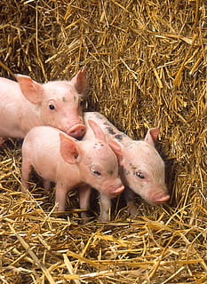 three pink piglets near brown hay, pigs, babies, cute, straw HD wallpaper