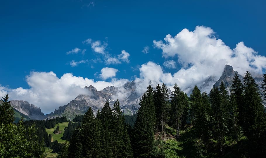 in distant brown mountain and green pine trees, green trees under cloudy sky HD wallpaper