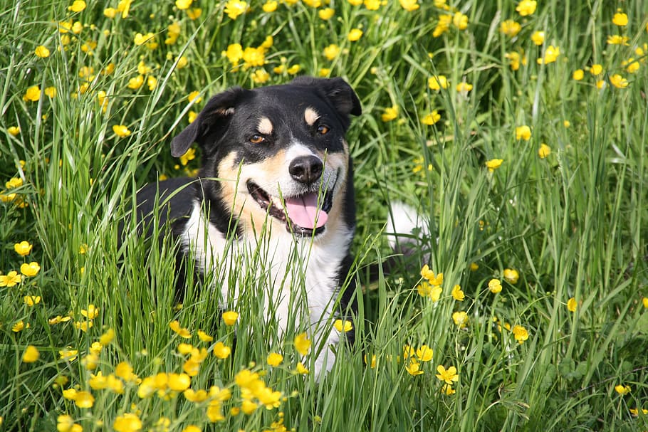 dog, grass, beautiful, border, hybrid, view, meadow, one animal HD wallpaper