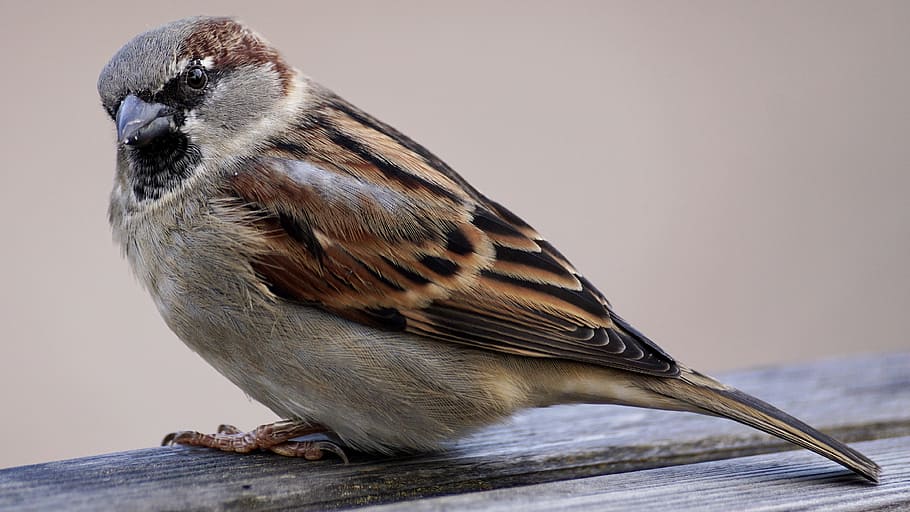 focus photography of Eurasian tree sparrow, bird, sparrows HD wallpaper