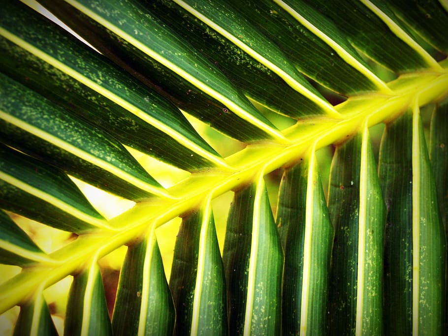nature, pattern, leaf, green, bright, close-up, colors, environment HD wallpaper