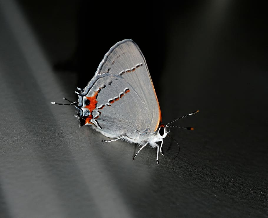 moth, shadow, insect, wing, wildlife, bug, bright, small, delicate HD wallpaper