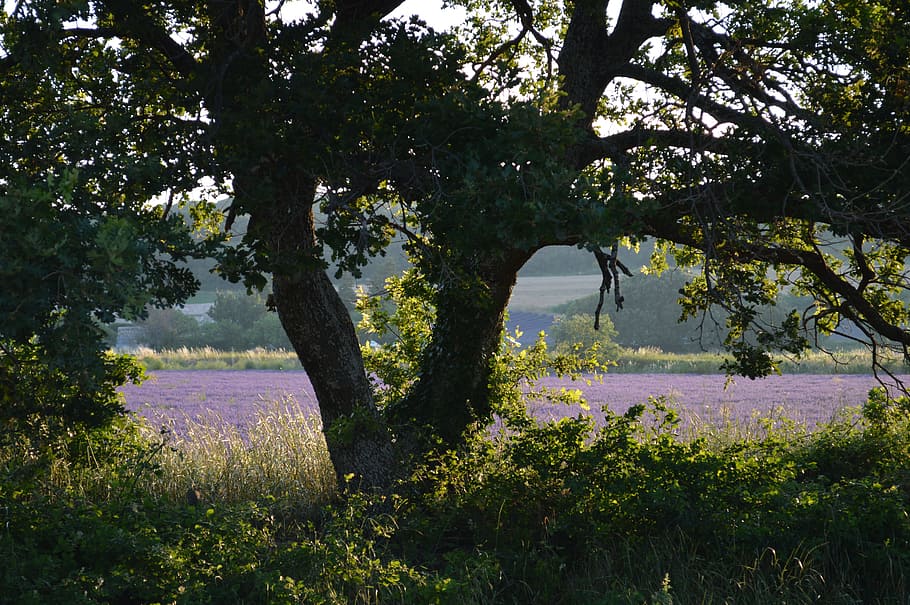 Tree, Leaves, Old, Nature, old tree, outdoors, landscape, summer HD wallpaper