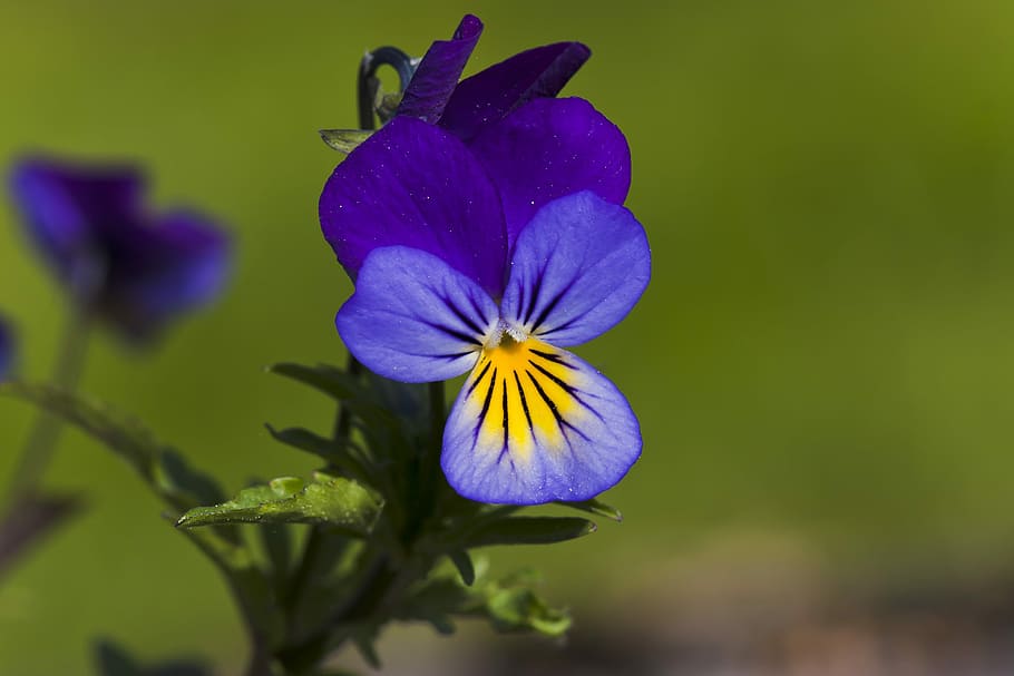 flower, pansy, flowering plant, fragility, purple, vulnerability HD wallpaper