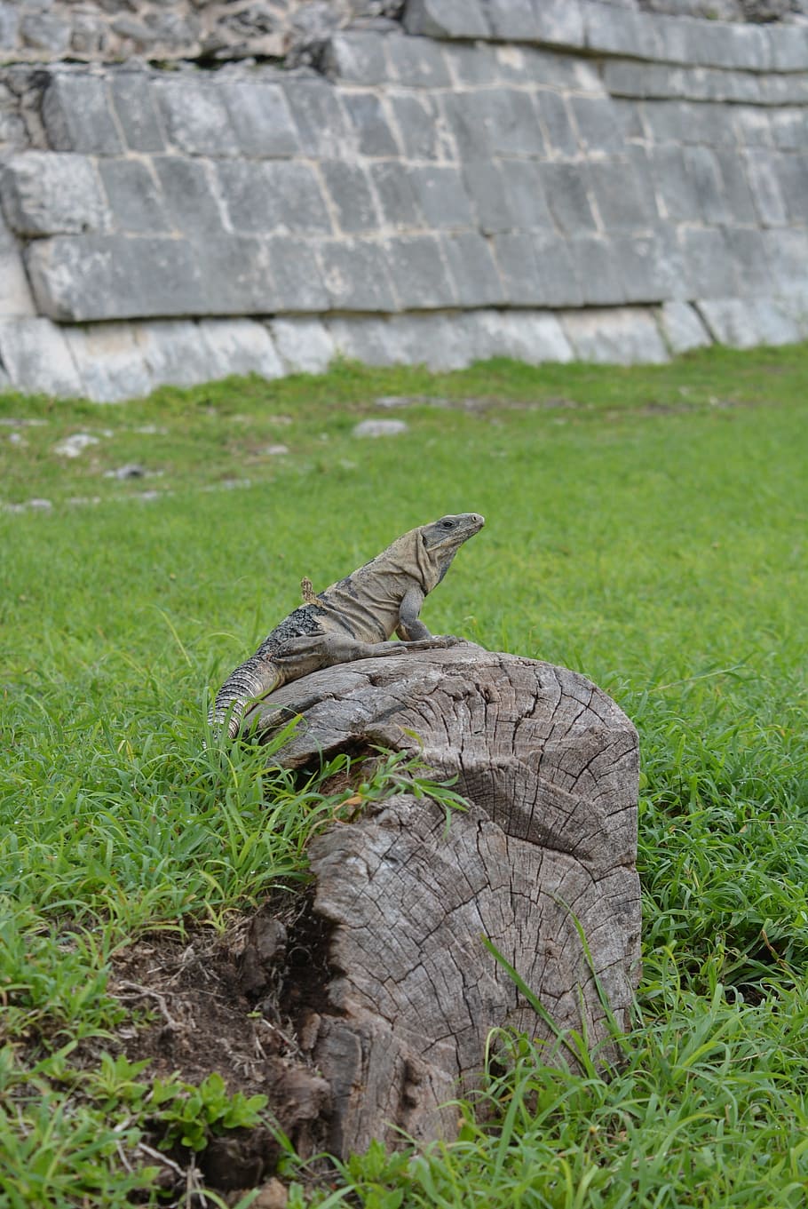 kukulcan, chichen, itza, grass, animal themes, animal wildlife HD wallpaper