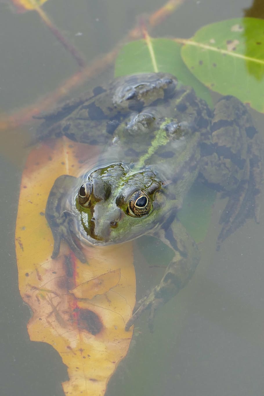 frog, pond, water, luck, lake rose, animal, animal wildlife HD wallpaper