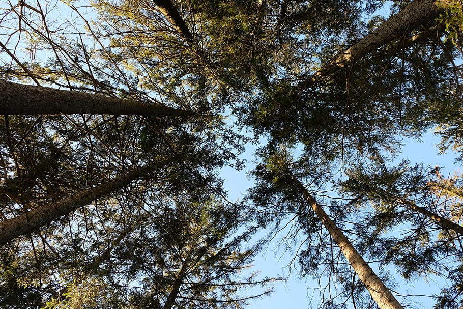 forest, glade, trees, sky, vanishing point, plant, low angle view HD wallpaper