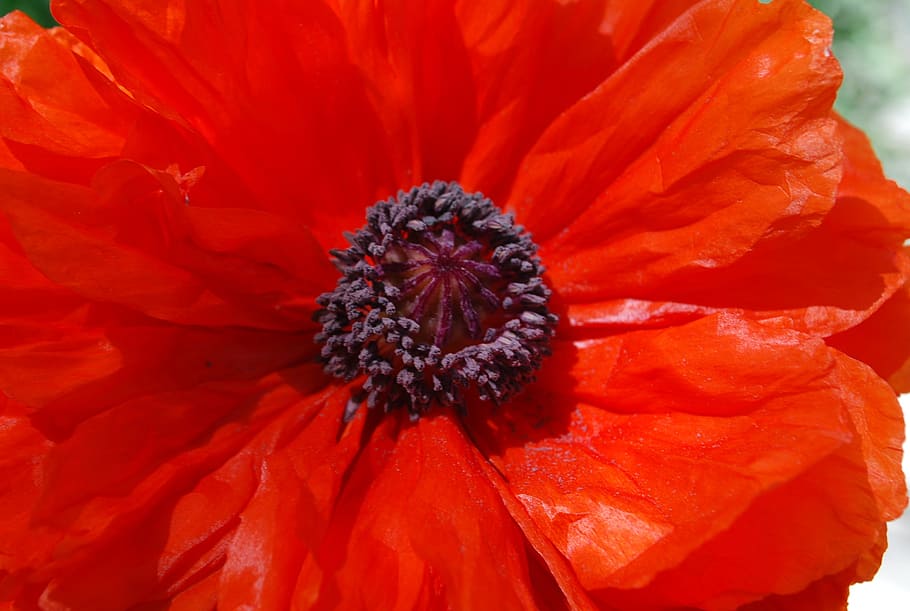 red, flower, garden, freshness, flowering plant, petal, flower head HD wallpaper