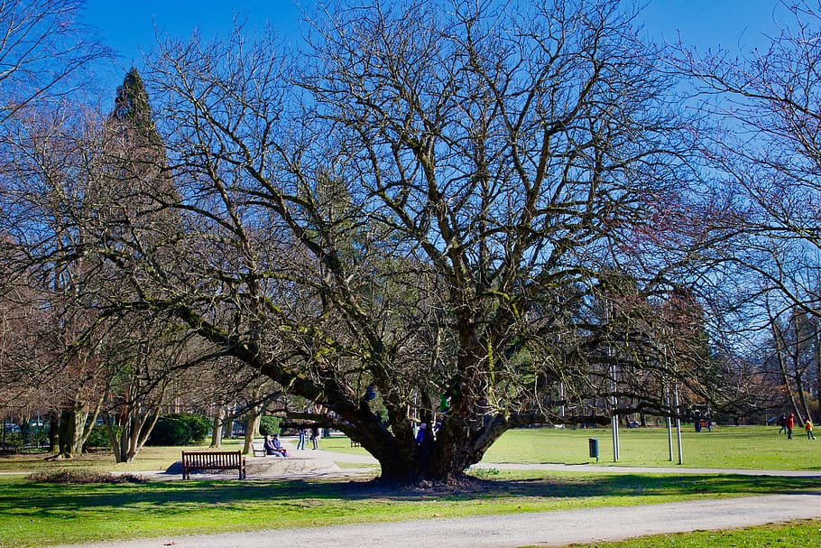 tree, landscape, park, nature, season, schönwetter, kurpark HD wallpaper