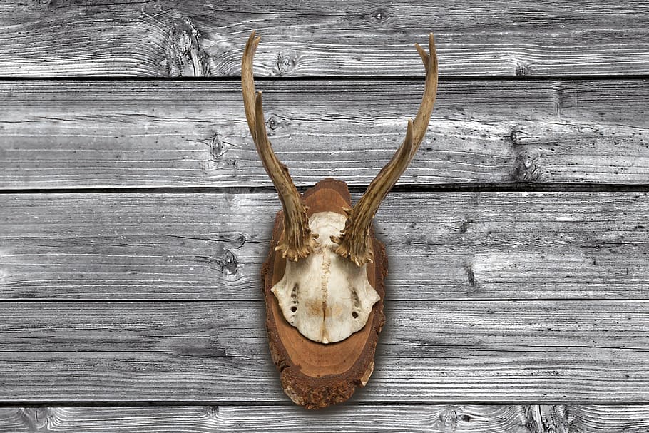 antler, horn, hunting, hunting trophy, retro, red deer, skull, HD wallpaper