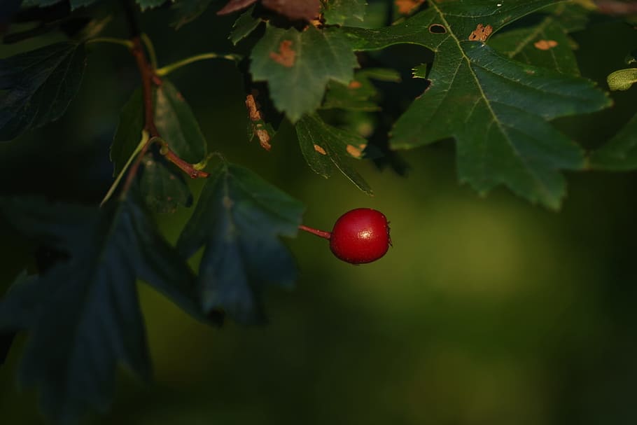 beetroot, fruit, nature, red, autumn, garden, wild flower, color HD wallpaper