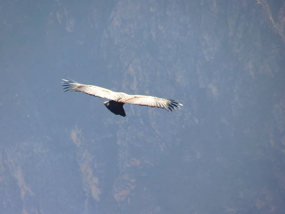 Andean Condor, Vultur Gryphus, Bird, species, fly, air, new world vultures, HD wallpaper