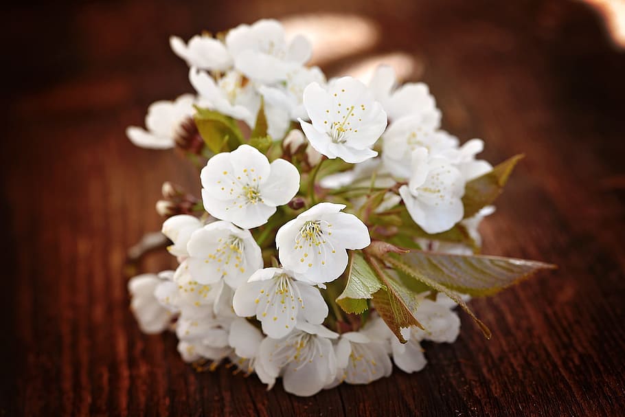 cherry blossoms, white, flowers, spring, wood, nature, close HD wallpaper