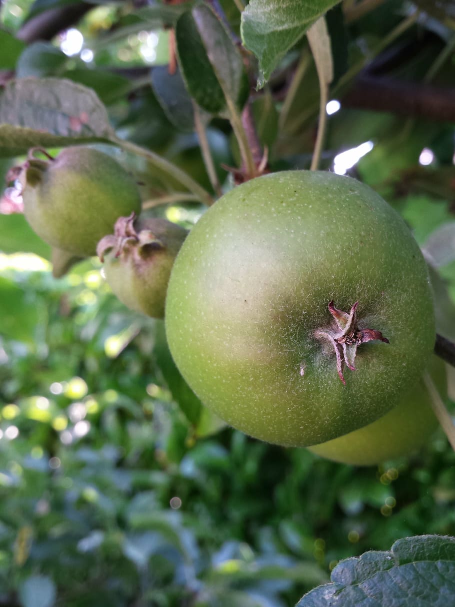 apple, green, nature, fruit, healthy eating, food and drink HD wallpaper