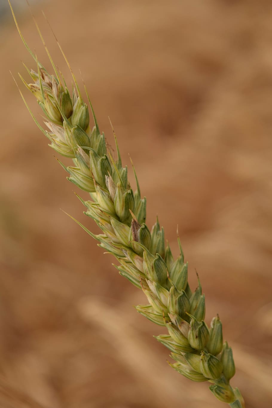 wheat, grain, close, cereals, ear, summer, plant, agriculture HD wallpaper