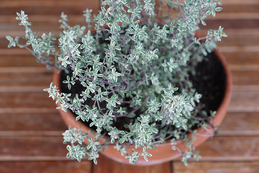 green leafed plant in brown pot, thyme, herbs, spice, nature HD wallpaper