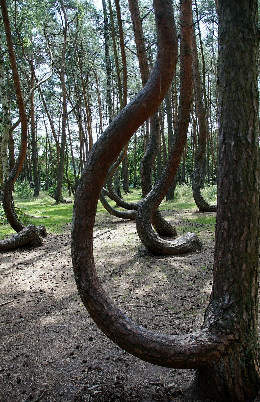 crooked forest, krzywy las, poland, trees, pine, tree trunk, HD wallpaper