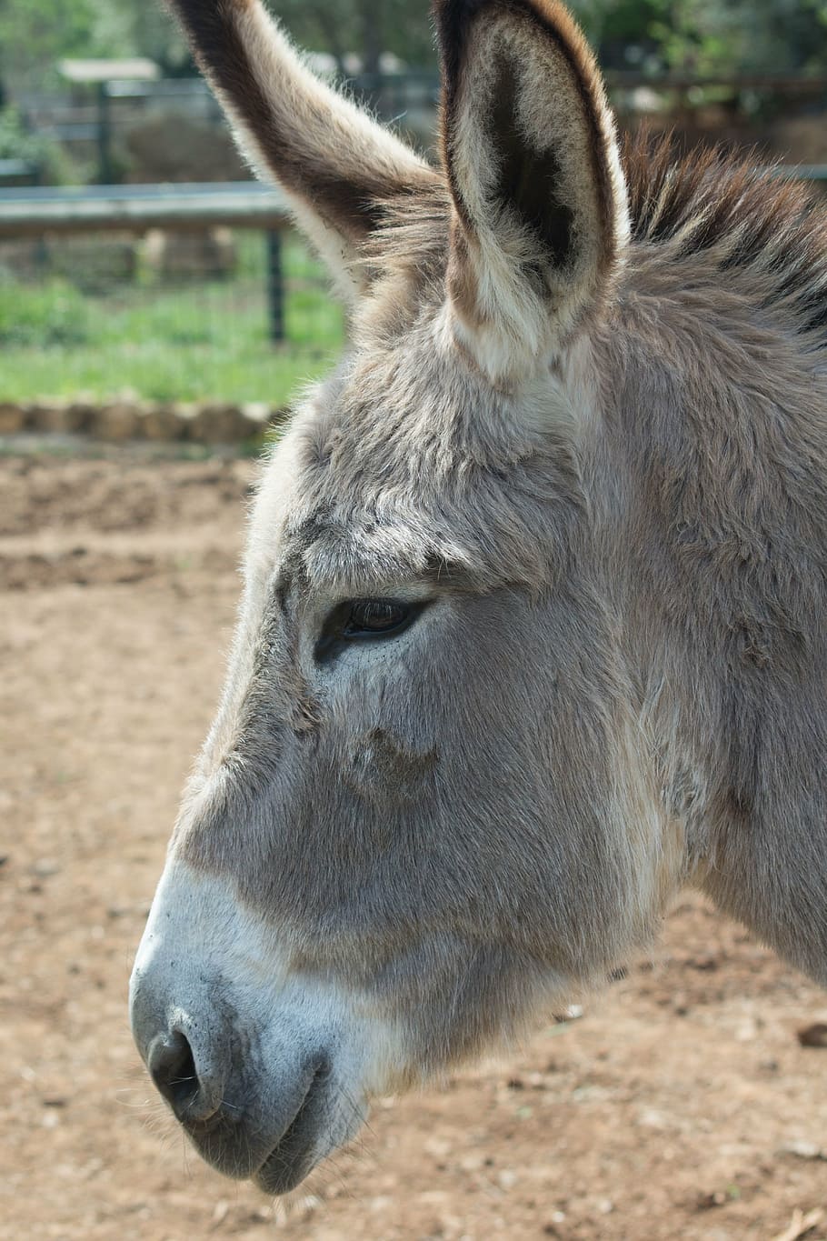 donkey, animals, nature, vertical, muzzle, mammal, animal themes HD wallpaper