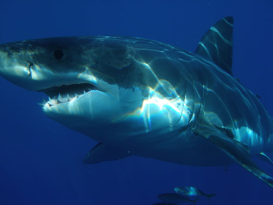 view of shark under the sea, great white shark, jaws, fish, dangerous