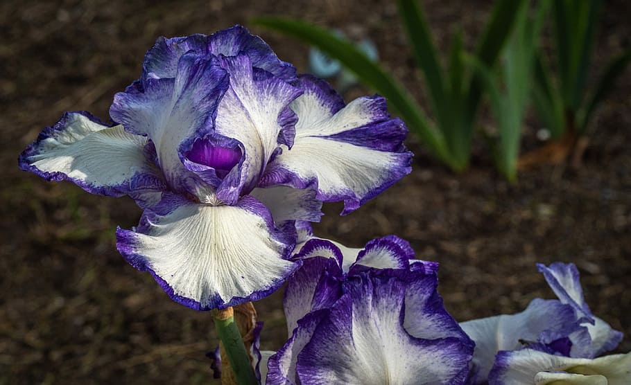 iris, violet white, flower, spring, presby iris gardens, flowering plant HD wallpaper