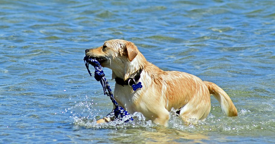dog, bathing in the sea, retrieve, animal, animal themes, one animal, HD wallpaper