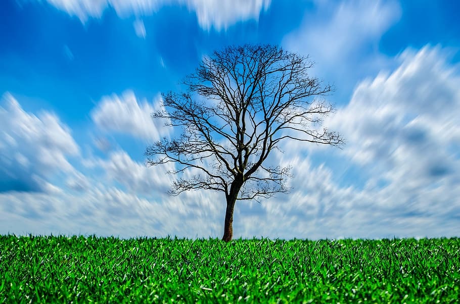 time laps photography of bare tree, branch, branches, nature HD wallpaper