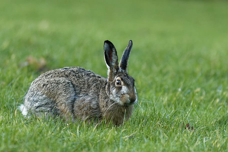 rabbit on grass field, bunny, grey, animal, animal themes, animal wildlife HD wallpaper