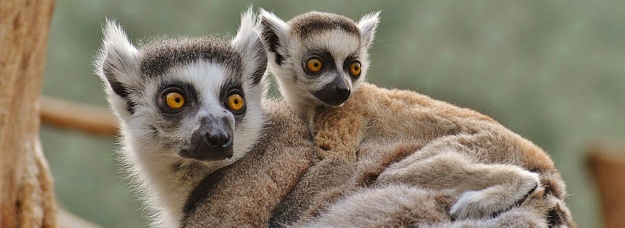 two brown lemurs, ape, animal world, zoo, mama, young animal