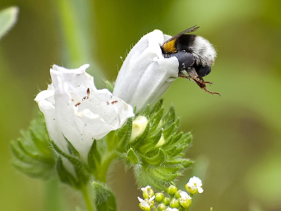 Fictional, Hummel, Insect, Nature, animal, one animal, flower HD wallpaper