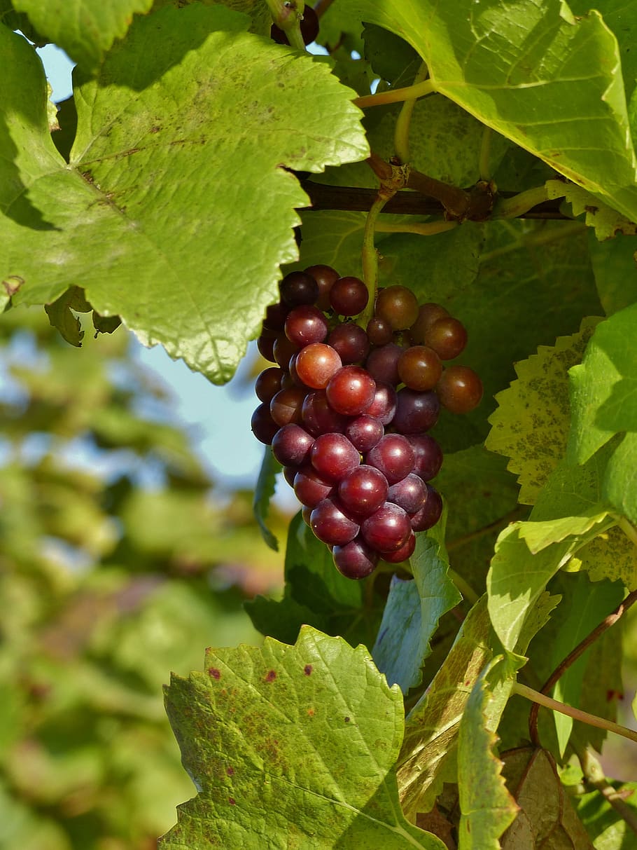 grape, autumn, red, vineyard, vines, rebstock, fruit, winegrowing HD wallpaper