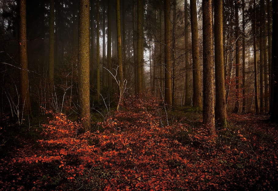 landscape photo of forest, brown withered leaves on forest, ground HD wallpaper
