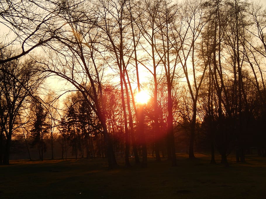 sun, west, spring, stromovka, trees, plant, tranquility, beauty in nature HD wallpaper