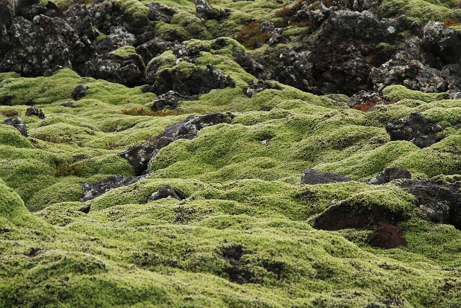 green grass field, iceland, moss, green color, plant, beauty in nature HD wallpaper