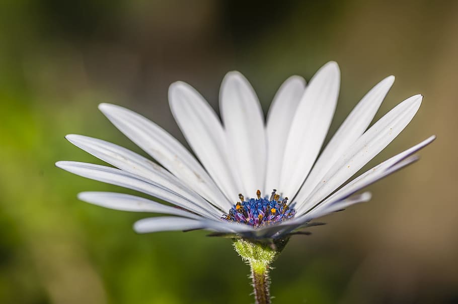 flower, close, white, blossom, bloom, macro, spring, flowering plant HD wallpaper