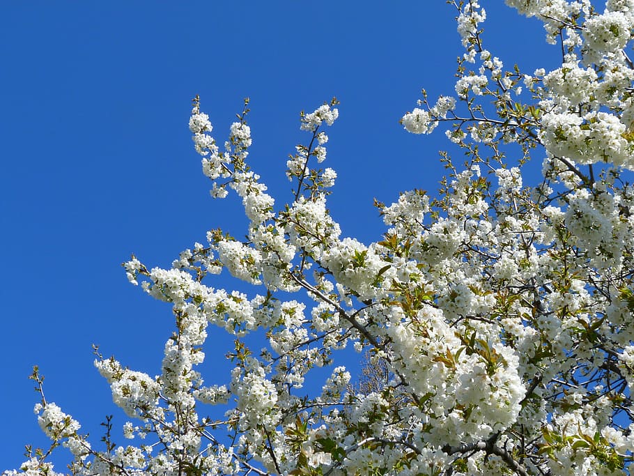 flowers, tree, fruit tree, white, spring, garden, nature, flowering HD wallpaper