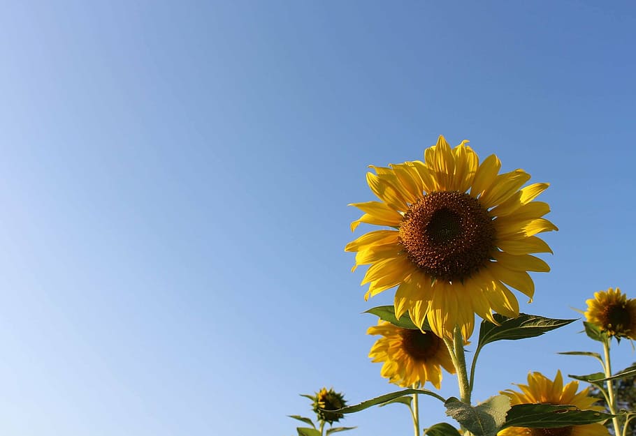 sunflower field under blue sky, green, refreshing, nature, background HD wallpaper