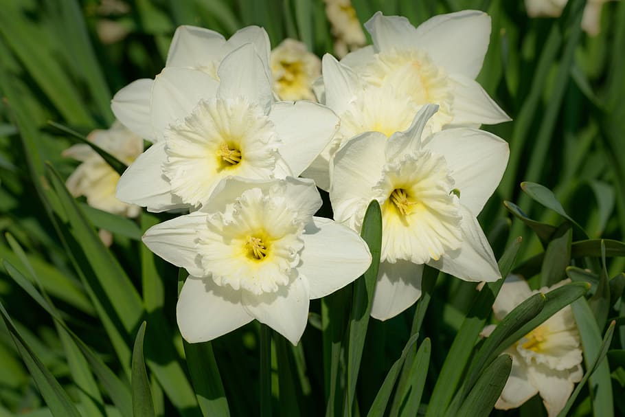 daffodils, narcissus, spring, flower, flowers, flowering plant HD wallpaper