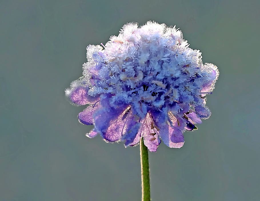 selective focus photography of blue scabiosa covered with snow HD wallpaper