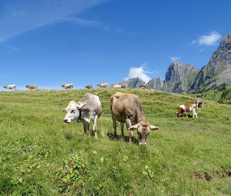 cows, cattle, alm, mountains, switzerland, mountain landscape HD wallpaper