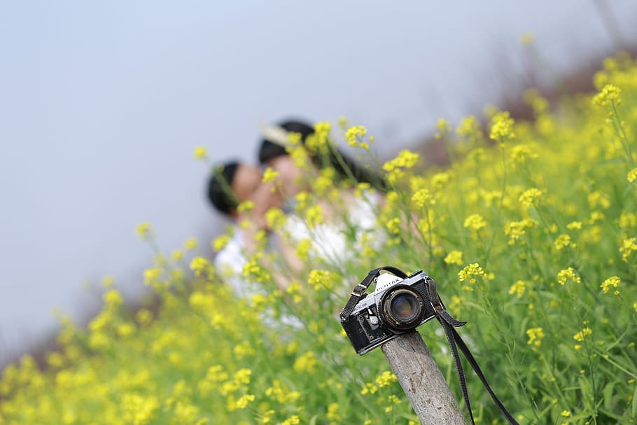 Wedding, Weak, Couple, Flower, than, a couple, field, camera HD wallpaper
