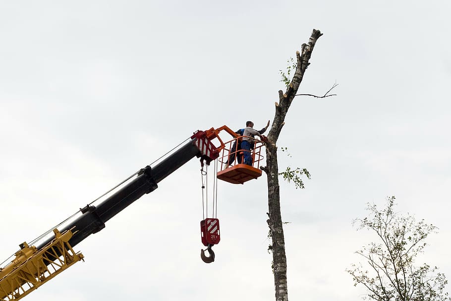sawing, tree, birch, chainsaw, on high, working, crane, felling HD wallpaper