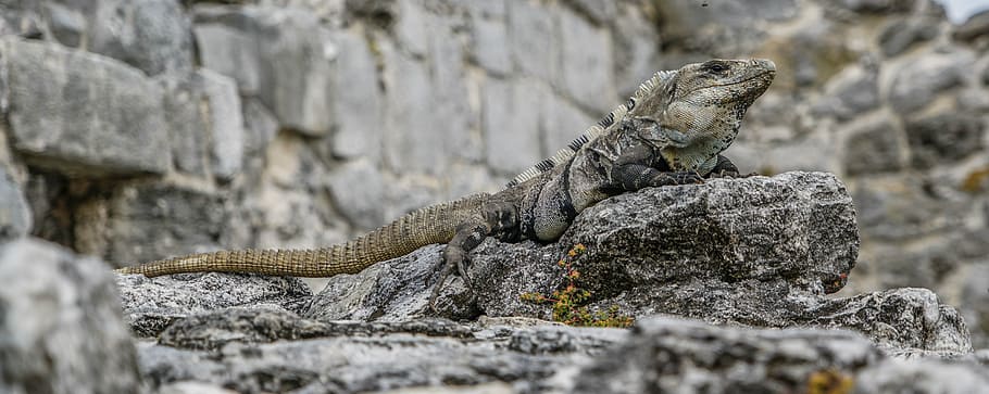 HD wallpaper: closeup photo of bearded dragon, iguana, lizards