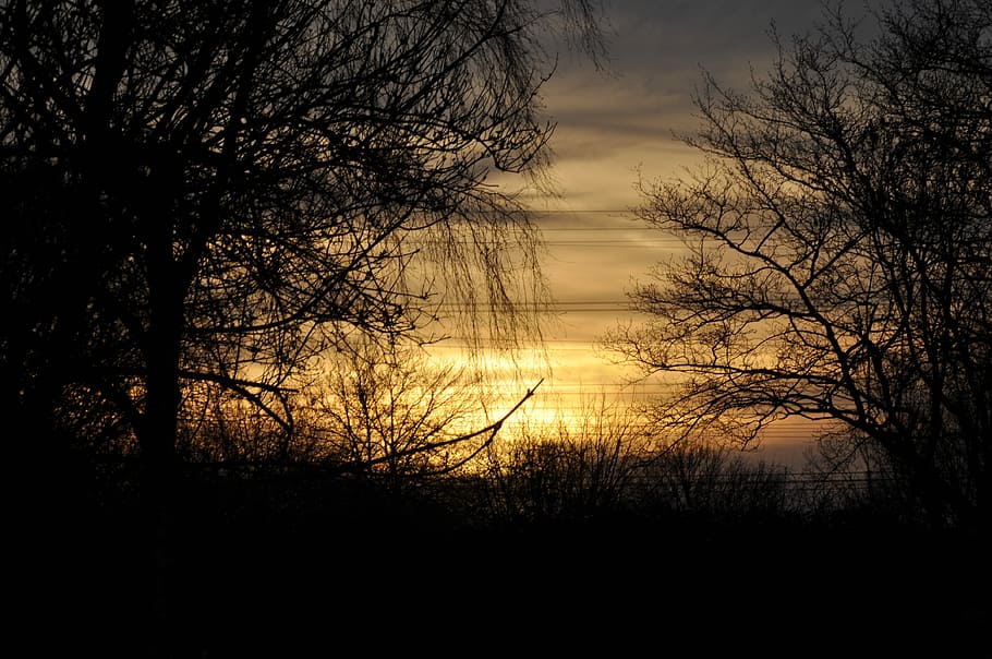 Evening, Sunset, Trees, Nature, evening sky, silhouette, scenics HD wallpaper