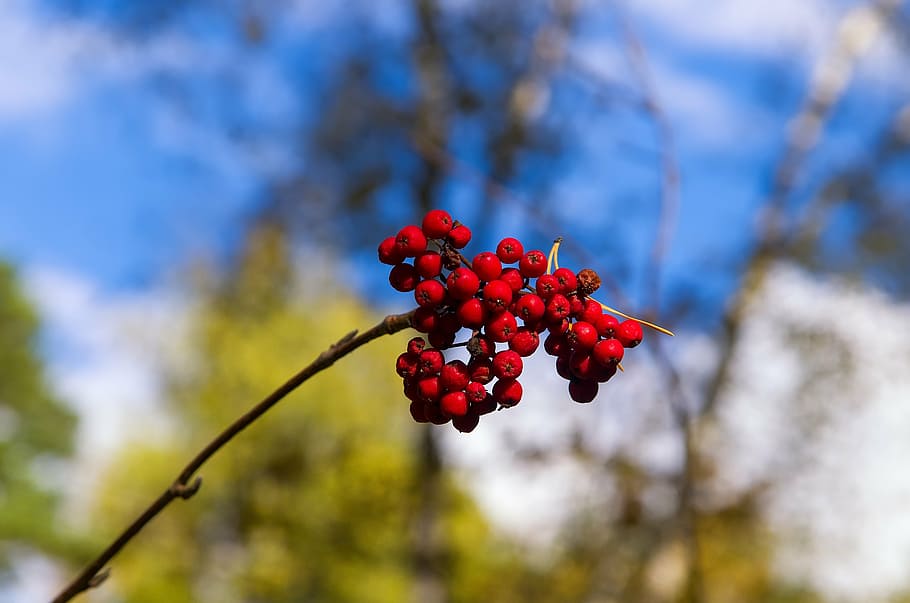 rowan, sky, plant, bright, fruit, red, nature, berry, fresh HD wallpaper