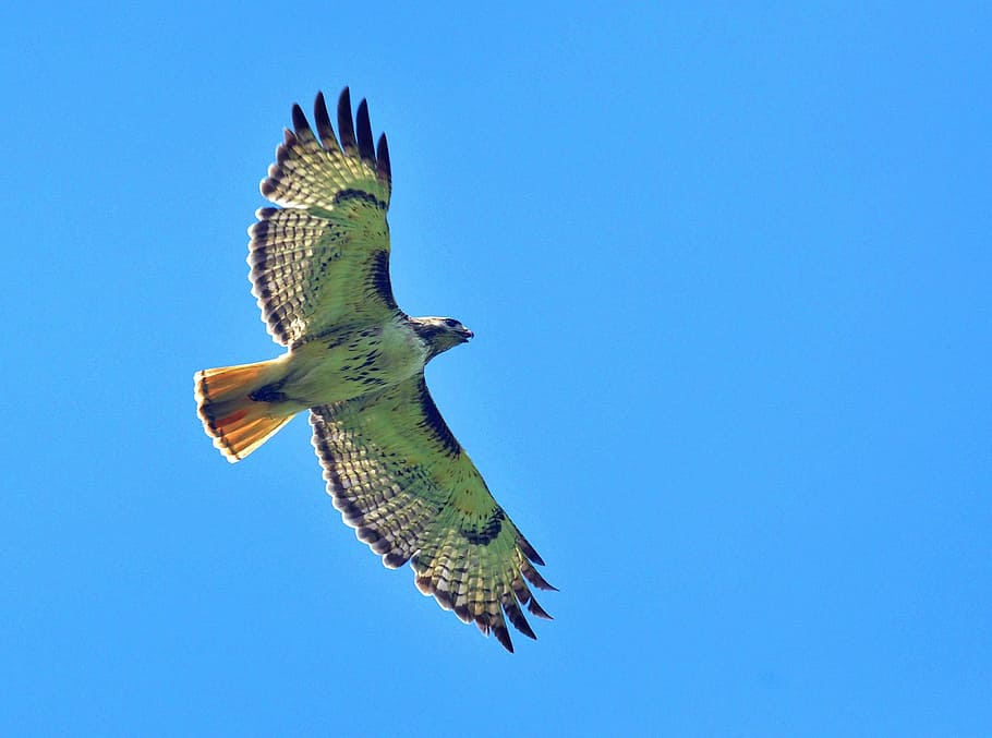 green bird in midair, red tailed hawk, flying, flight, raptor HD wallpaper