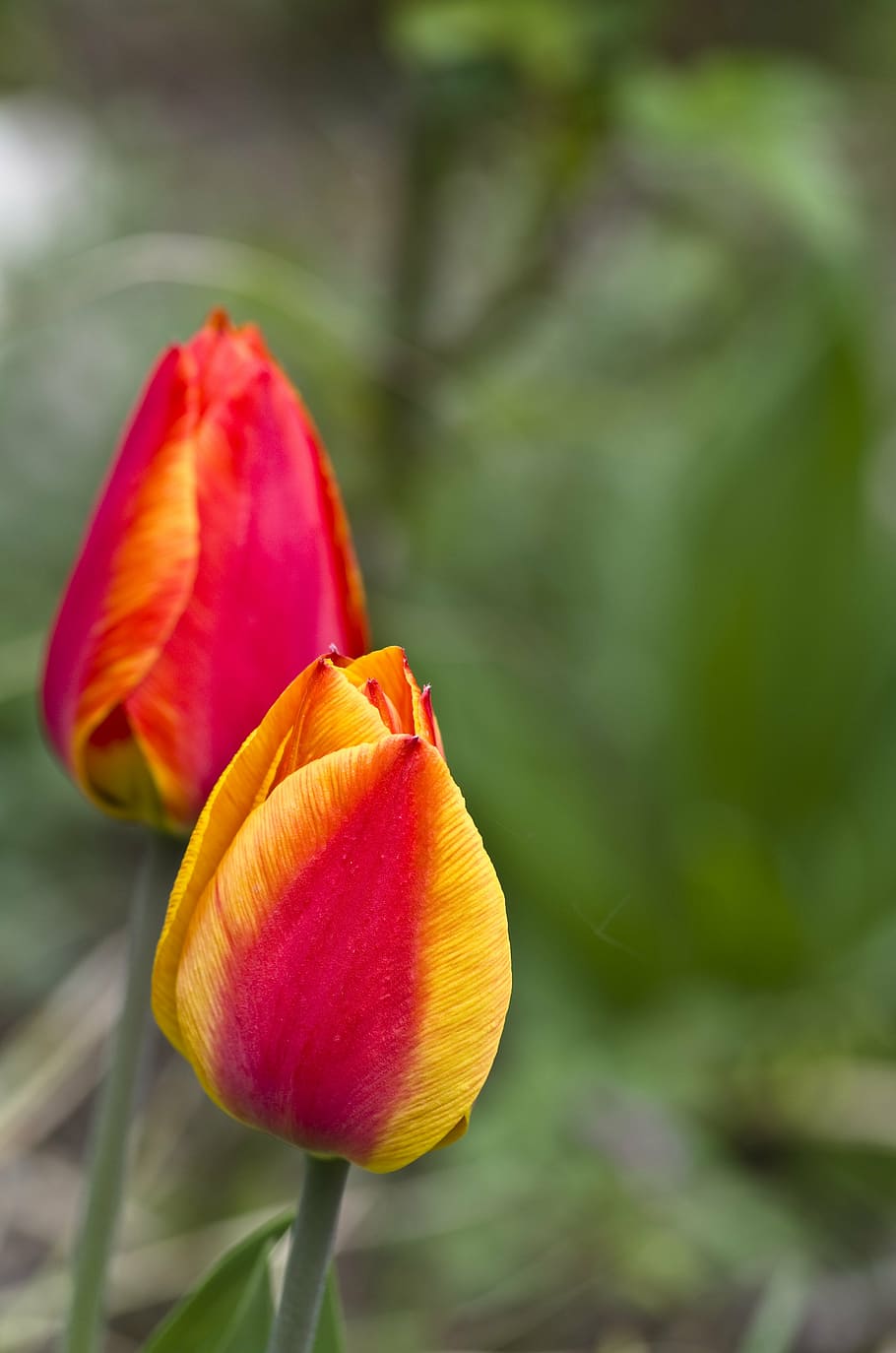 tulip, spring, blossom, bloom, red, pink, color, fire, flame HD wallpaper